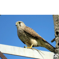 گونه دلیجه Common Kestrel